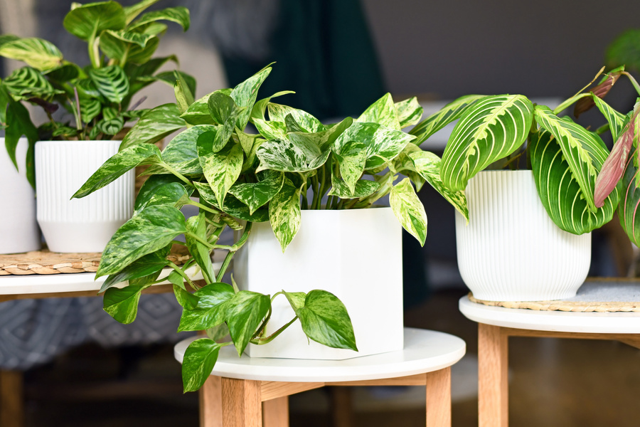 Various Houseplants like 'Marble Queen' Pothos in Pots